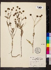 Bidens vulgata image