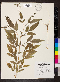 Bidens vulgata image