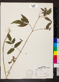 Bidens vulgata image