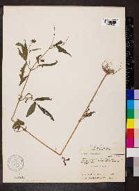 Bidens vulgata image