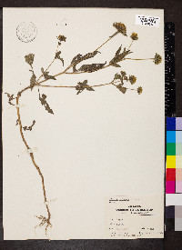 Bidens vulgata image