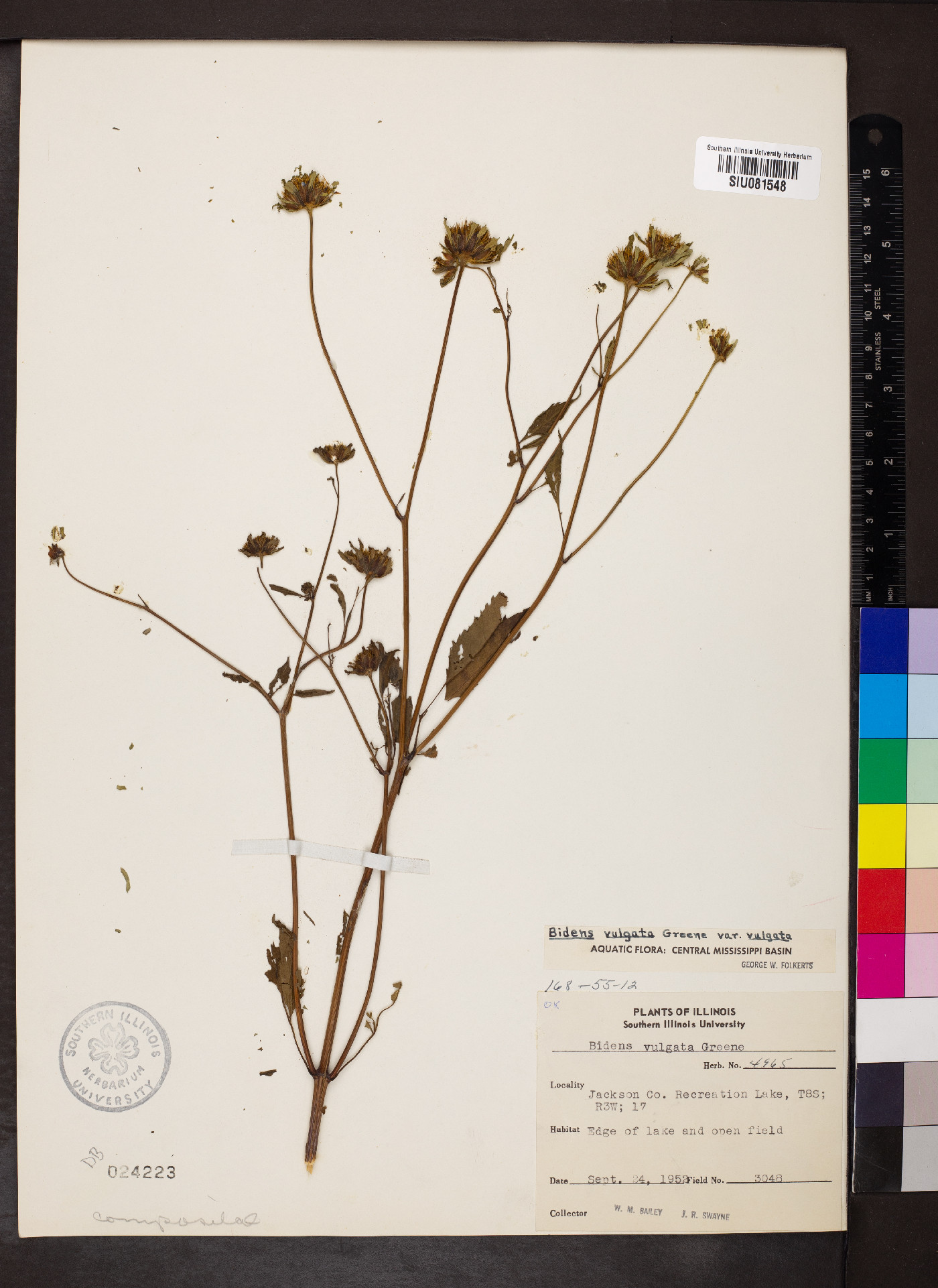 Bidens vulgata var. vulgata image