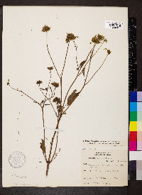 Bidens vulgata image