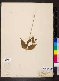 Bidens laevis image