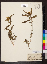 Bidens laevis image