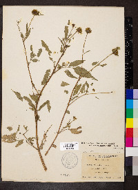 Bidens vulgata image