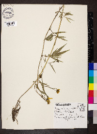 Bidens aristosa image