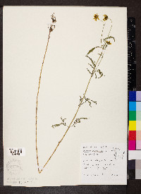 Bidens aristosa image