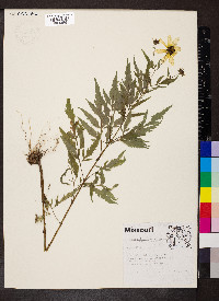 Bidens aristosa image