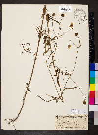 Bidens aurea image