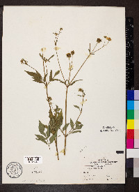 Bidens bipinnata image