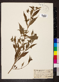 Bidens connata image