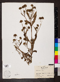 Bidens connata image