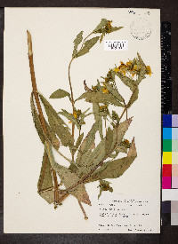 Bidens laevis image