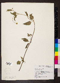 Bidens mitis image