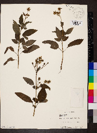 Bidens pilosa image