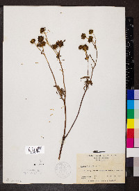 Bidens polylepis image