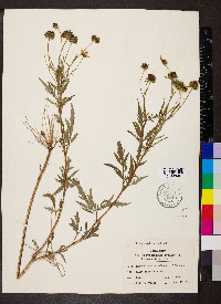 Bidens polylepis image