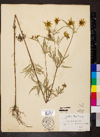 Bidens polylepis image