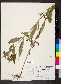 Bidens tripartita image