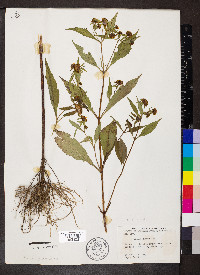 Bidens tripartita image