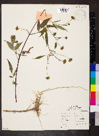 Bidens vulgata image