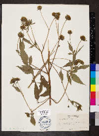 Bidens vulgata image