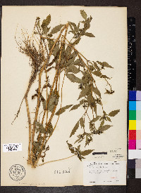 Bidens vulgata image