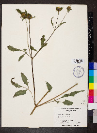 Bidens vulgata image