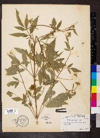 Bidens vulgata image