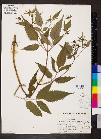 Bidens vulgata image