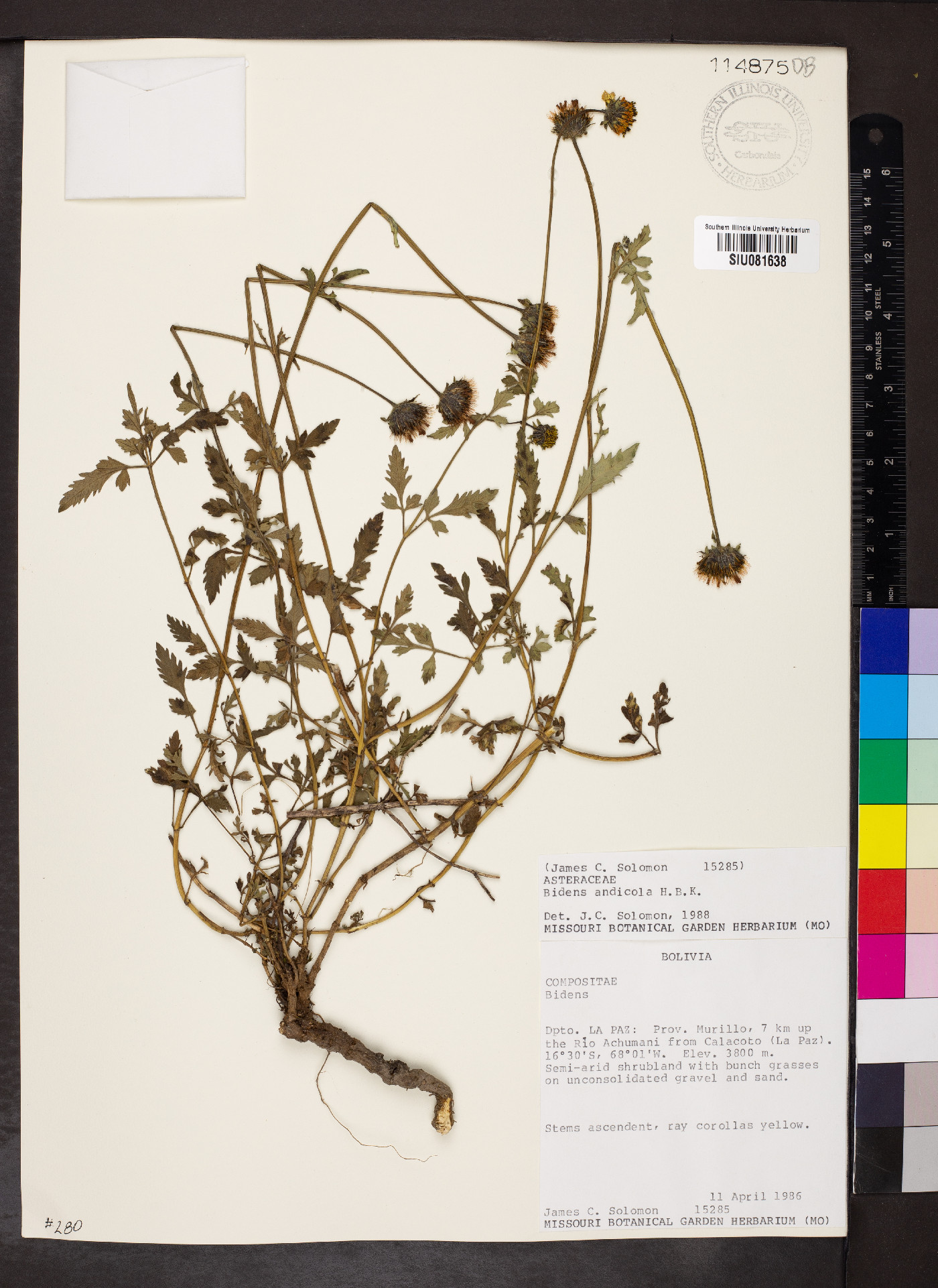 Bidens andicola image