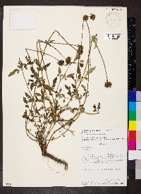 Bidens andicola image