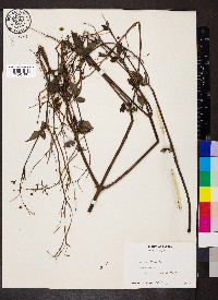 Bidens pilosa image