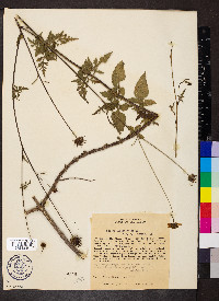 Bidens subalternans image