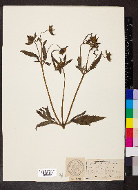 Bidens tripartita image