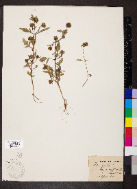 Bidens tripartita image