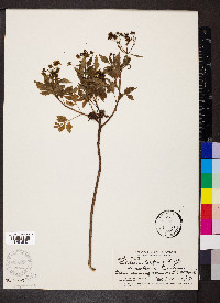 Bidens torta image