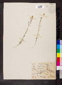 Blepharipappus scaber image