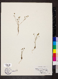 Blepharipappus scaber image