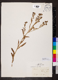 Boltonia asteroides image