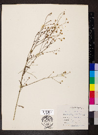 Boltonia asteroides image