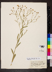 Boltonia asteroides image