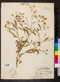 Boltonia asteroides image