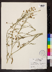 Boltonia asteroides image