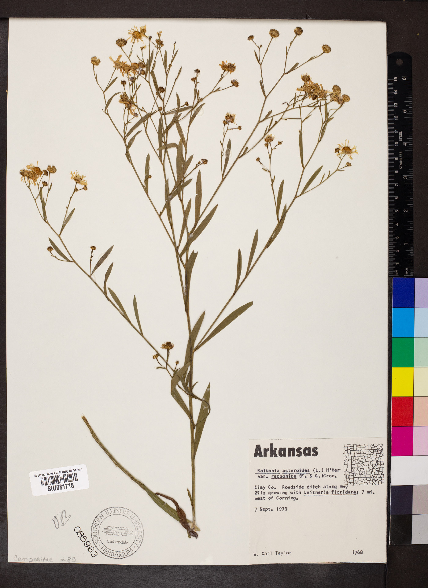 Boltonia asteroides var. recognita image