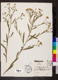 Boltonia asteroides var. recognita image