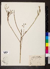 Boltonia asteroides image