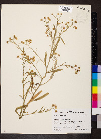 Boltonia asteroides image