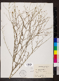 Boltonia diffusa image